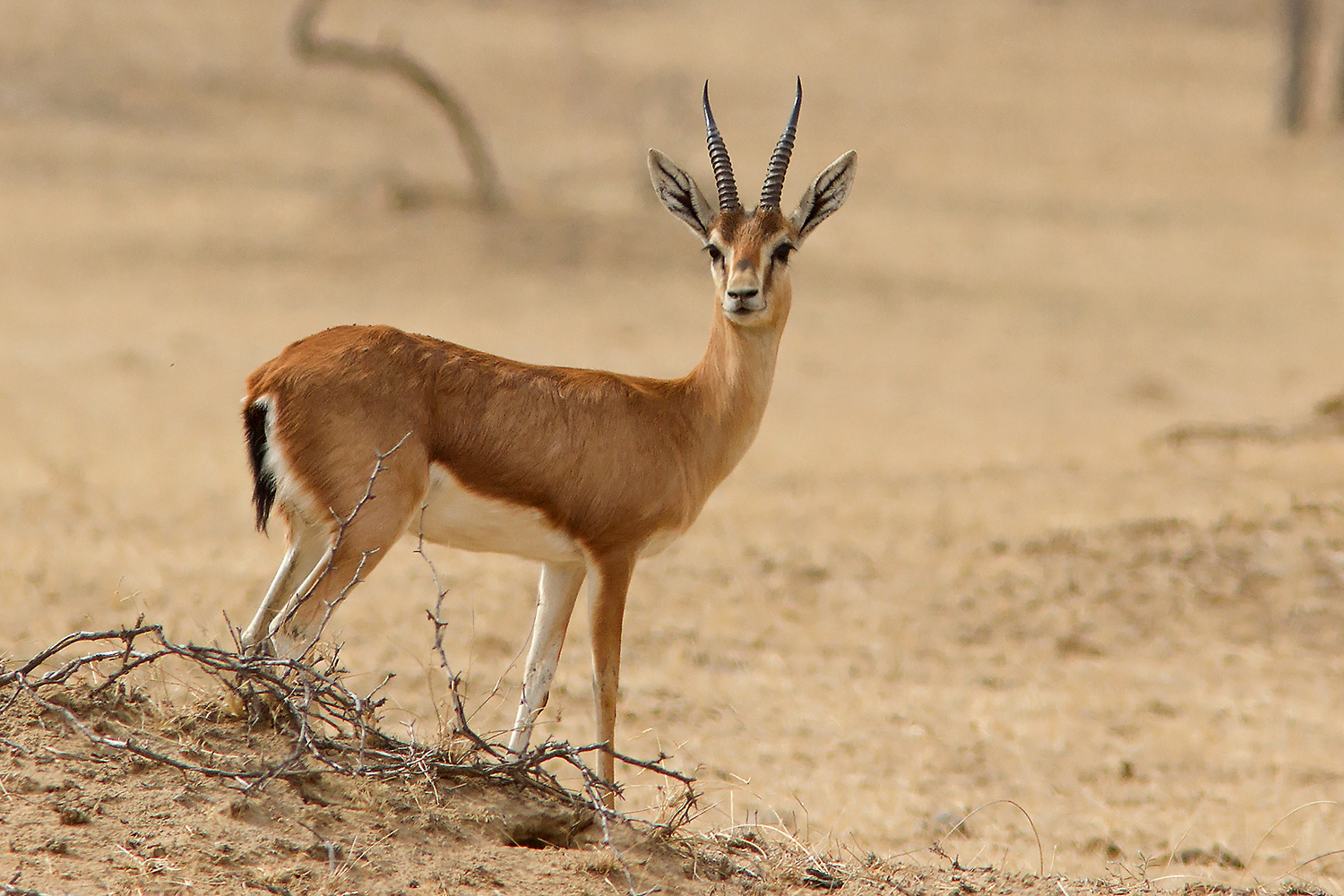 Chinkara Indian gazelle in Rajasthan dry landscape near Bikaner country, also present around Mukundra