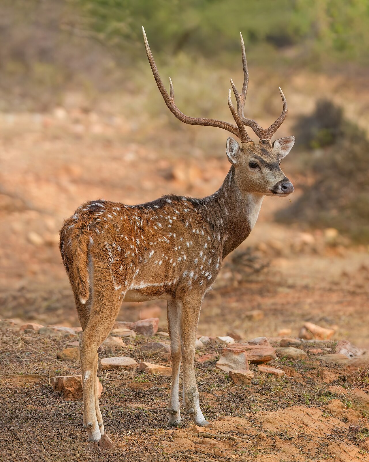 Chital spotted deer, commonly seen on jungle safari from Kota