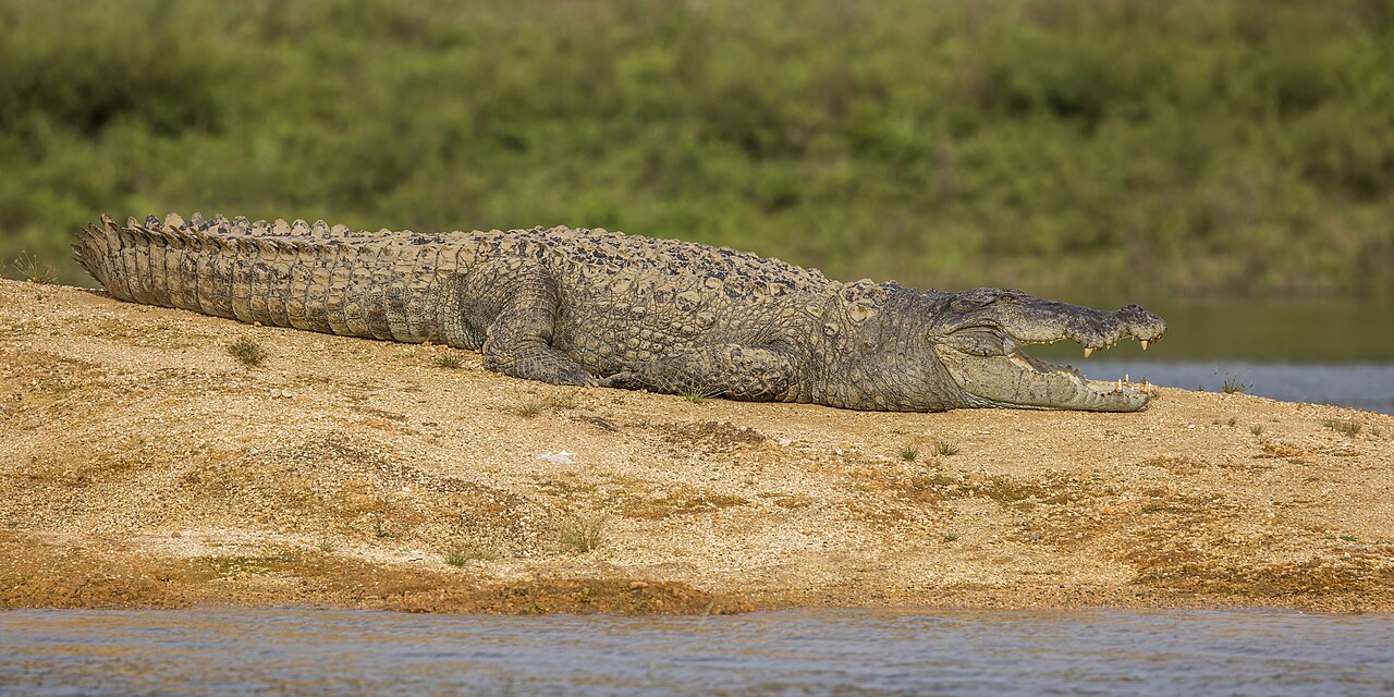 Mugger crocodile basking, found in rivers and reservoirs of Mukundra Hills Tiger Reserve