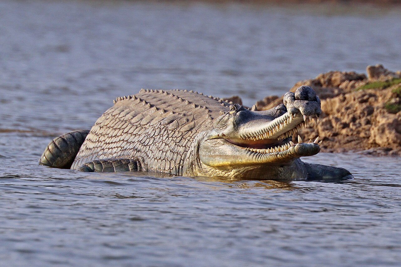 Gharial of the Chambal near Kota