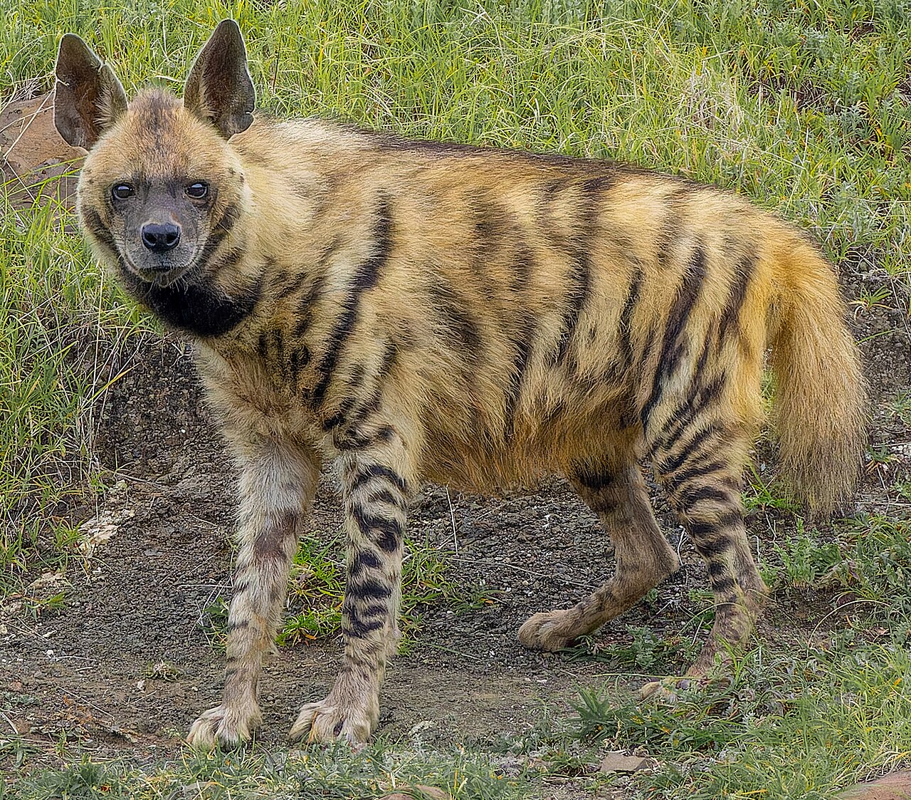 Striped hyena, a scavenger found in the Mukundra and Kota landscape