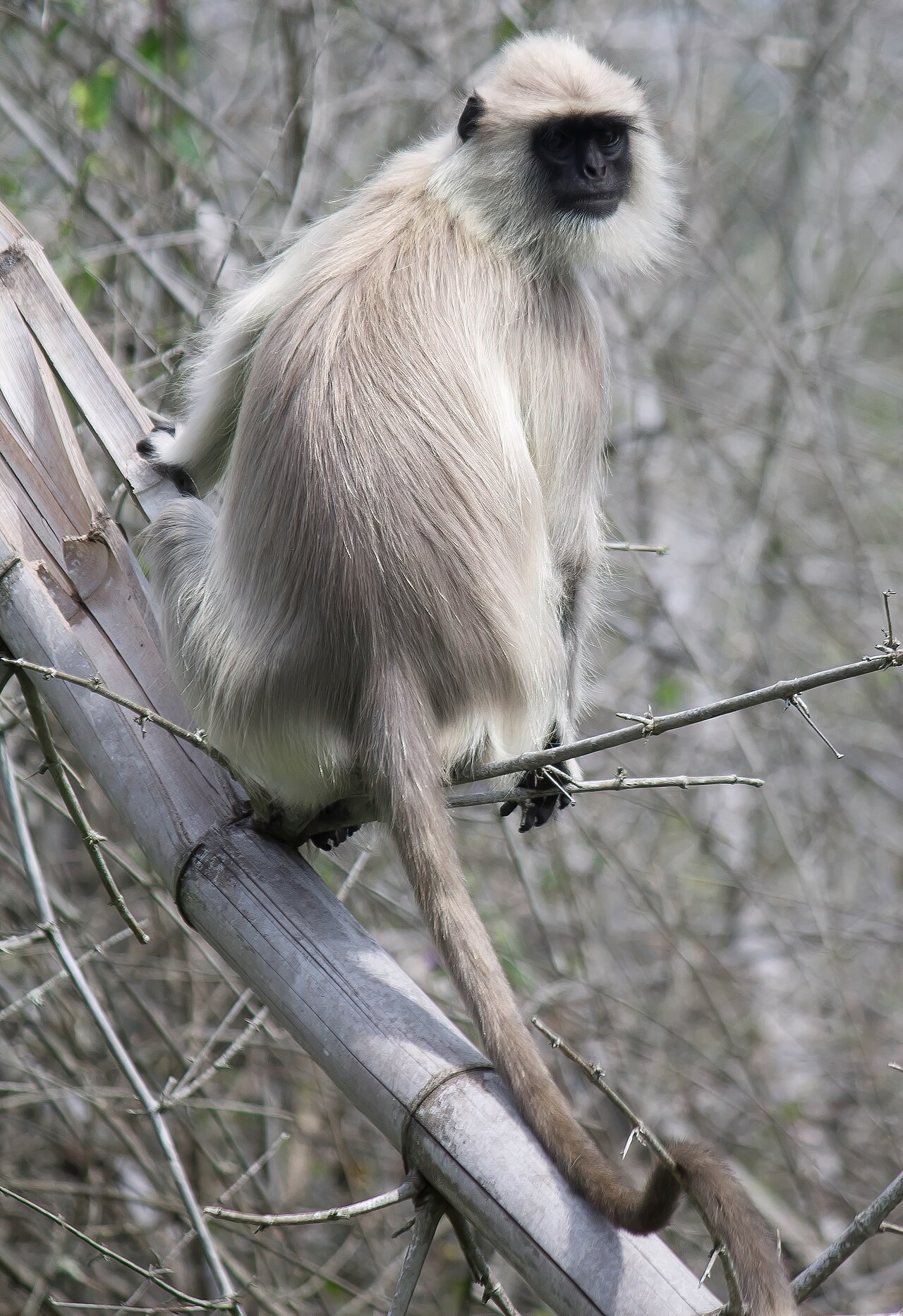 Gray langur in forest canopy, an alarm-caller on Kota jungle safaris