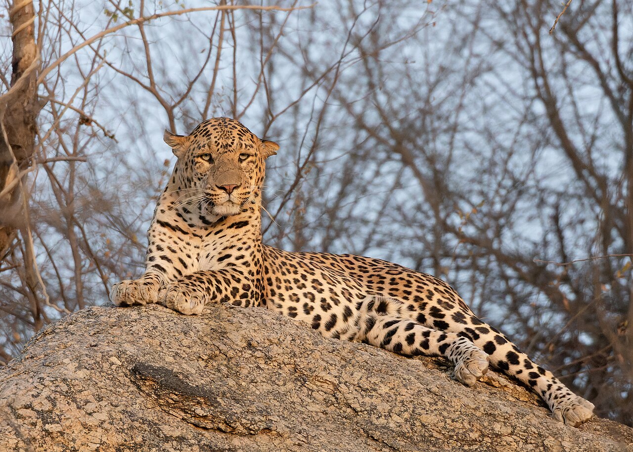 Indian leopard in rocky country around Darrah and Kota