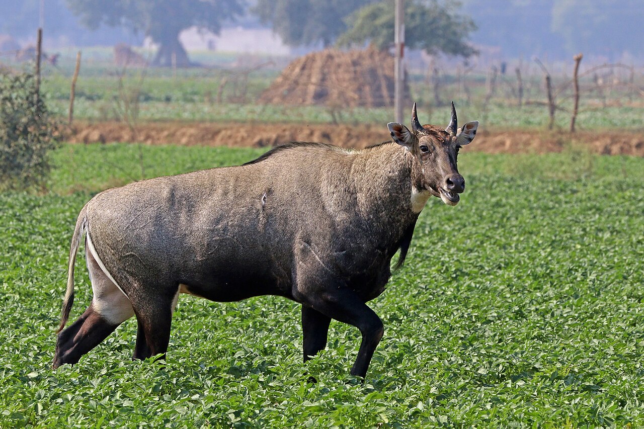 Nilgai on grassland routes around Kota and Rawatha