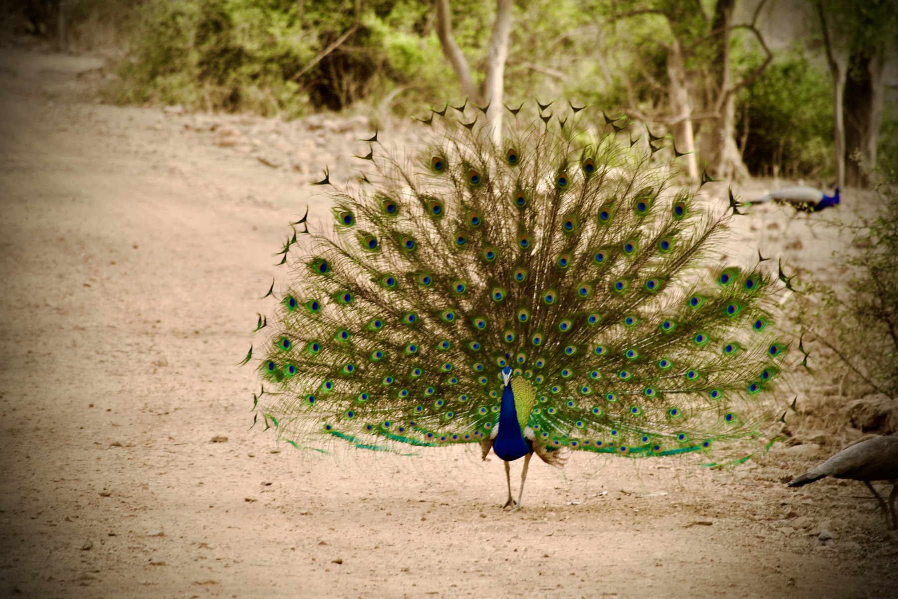 Peacock on a forest safari track in Rajasthan dry woodland