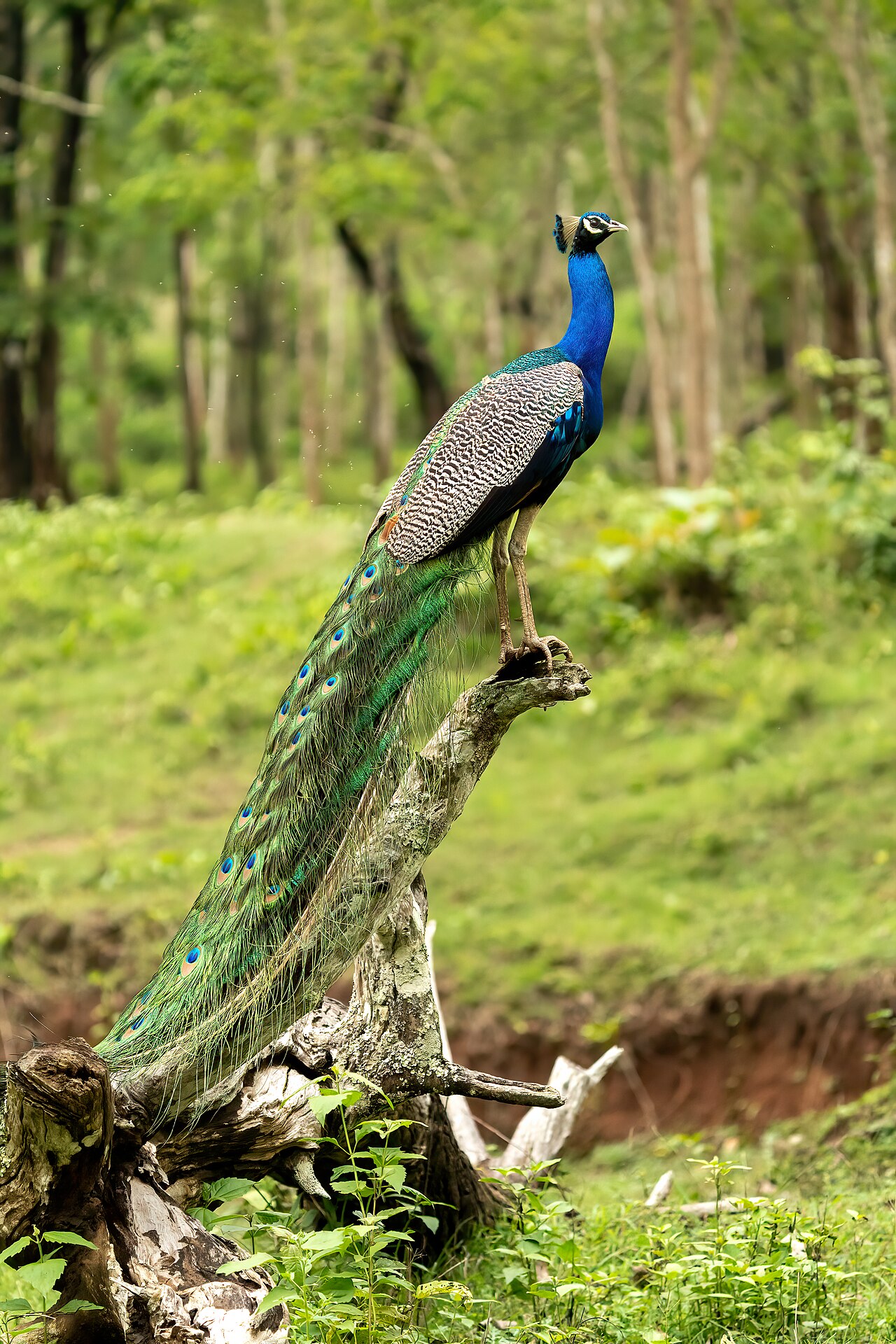 Indian peacock in a tree on a Kota safari