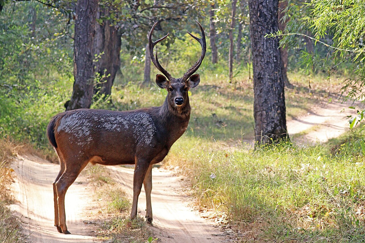 Sambar deer near water on a Mukundra Hills safari