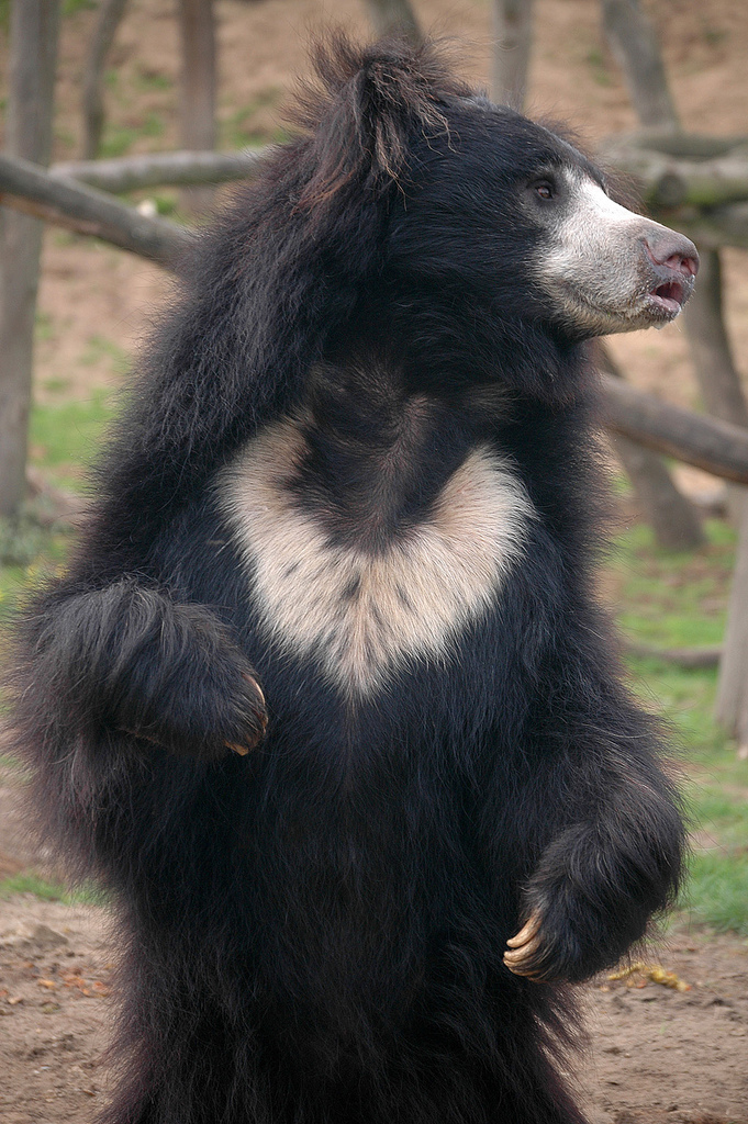 Sloth bear, a distinctive mammal of Mukundra safari near Kota