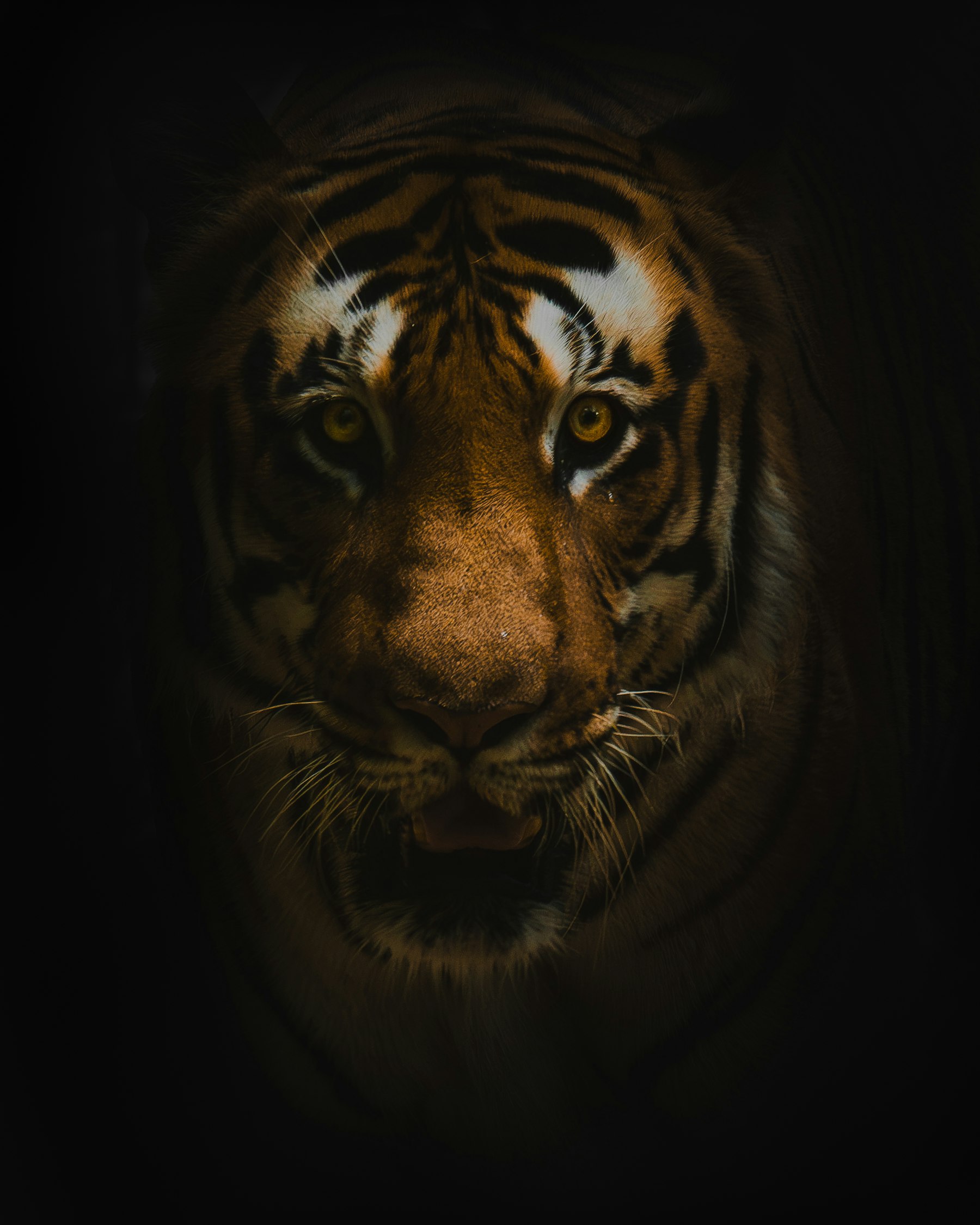 Bengal tiger portrait, the flagship animal of Mukundra Hills Tiger Reserve near Kota