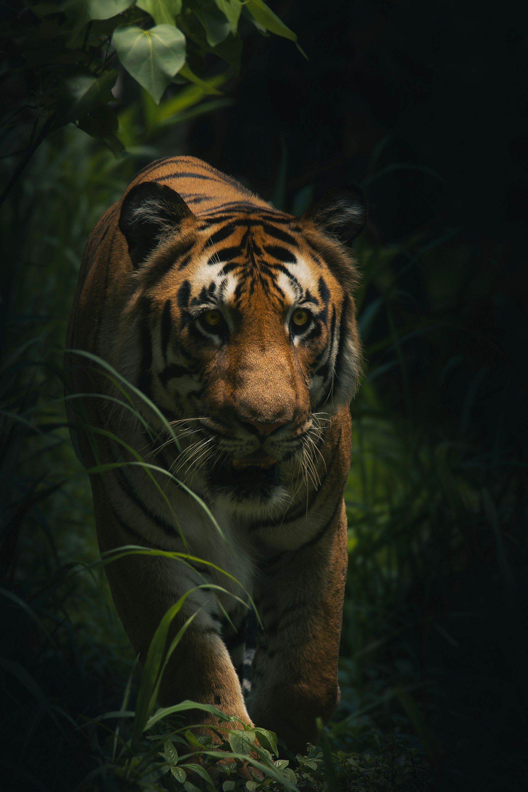 Bengal tiger stepping through forest cover on a Mukundra safari near Kota