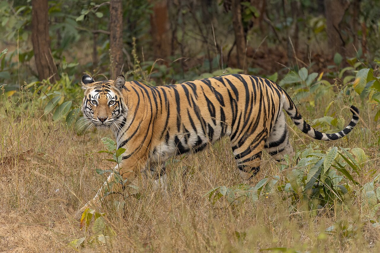 Bengal tiger walking through forest on a Mukundra Hills safari from Kota