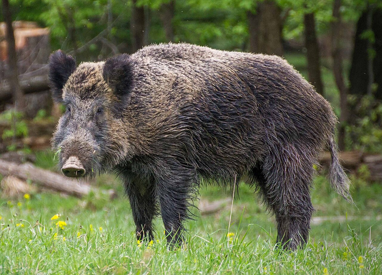 Wild boar, a common mammal on jungle safari routes near Kota